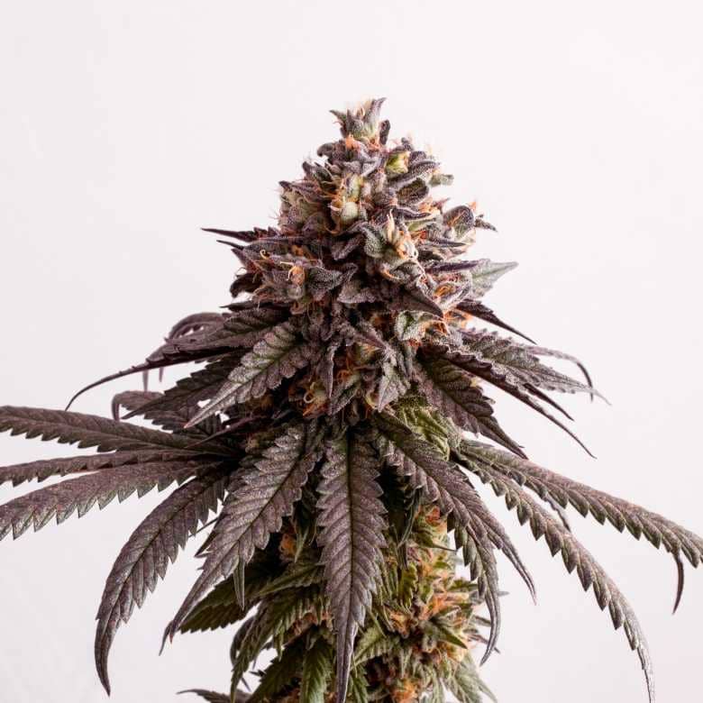 Kannabia Seeds Gelato-K Feminized 