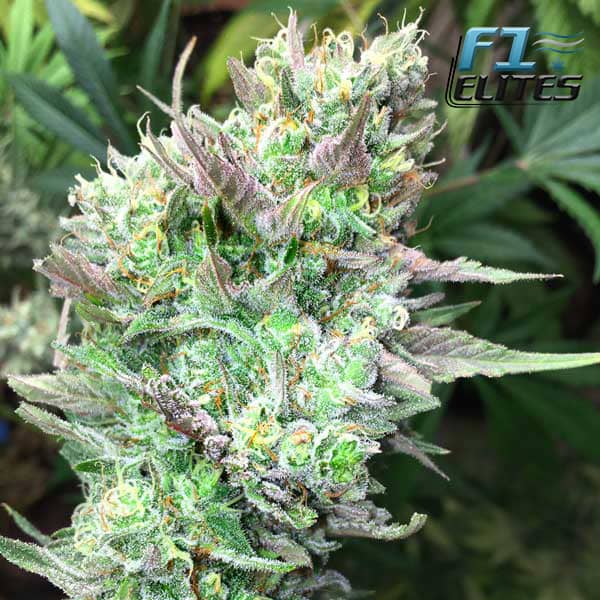 F1 Cannabis Elites Gelato Kush Feminised 