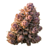 Growers Choice - Gello Z Feminised