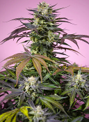 Sweet Seeds - Gelonade Feminised