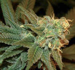 Genehtik Seeds - Ese T Bilbo Autoflowering Feminised