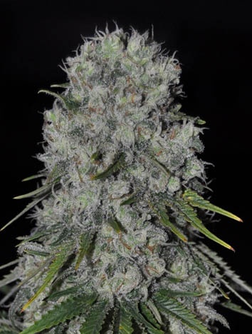 Genehtik Seeds - Kritical Bilbo Autoflowering Feminised