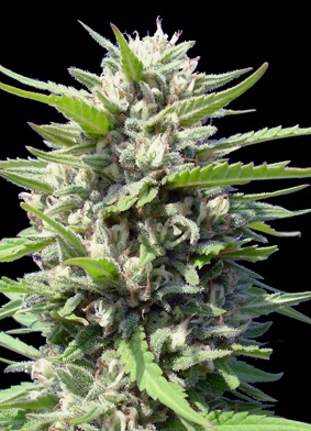 Genehtik Seeds - Northern Lights Autoflowering Feminised