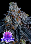 Anesia Seeds - Giga Brain Auto Feminized