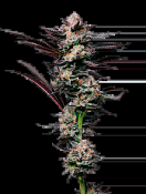 Maverick's Genetics Seeds - Girl Scout Cookies Feminized