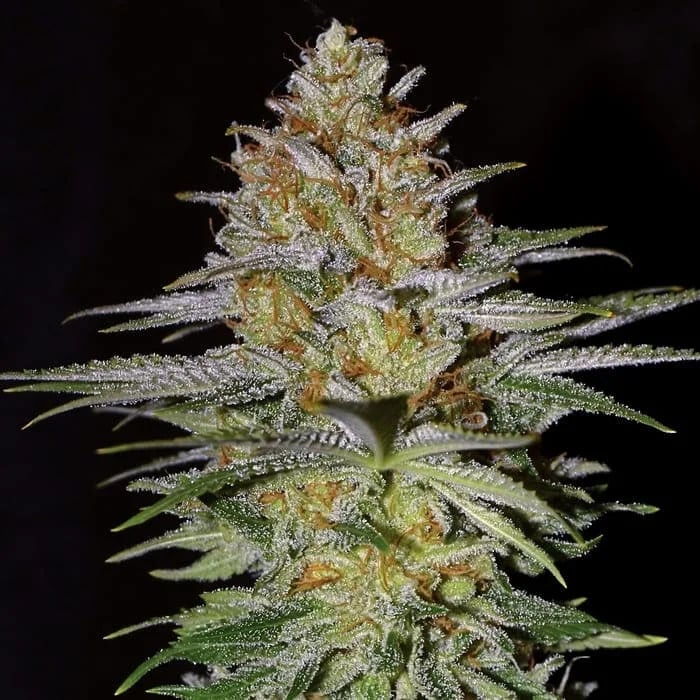 Empire Seeds - Glitter Bomb - Feminized