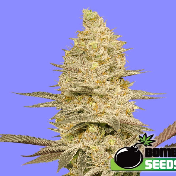Bomb Seeds Glookie Bomb Feminized 