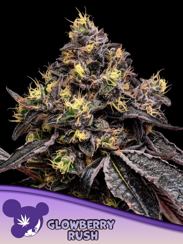 Anesia Seeds - Glowberry Rush Feminized