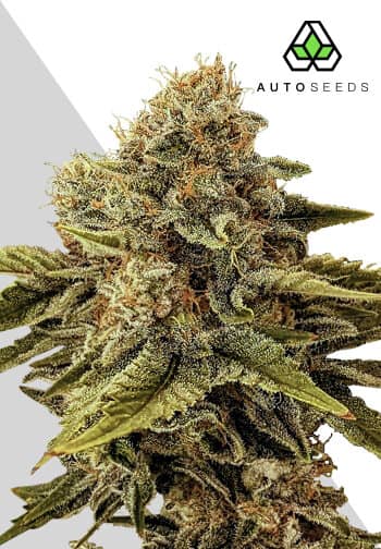 Auto Seeds - Godfather OG Auto - Feminised 