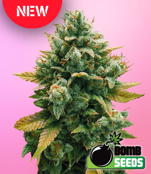 Bomb Seeds Godfather Bomb Feminized 