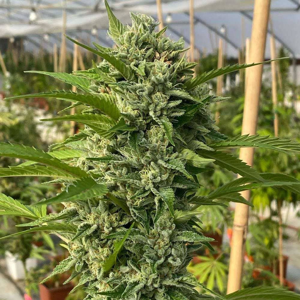 Karma Genetics Seeds - Goji Biker - Feminized