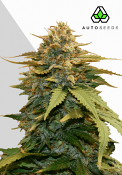 Auto Seeds - Gold Leaf Auto Feminised