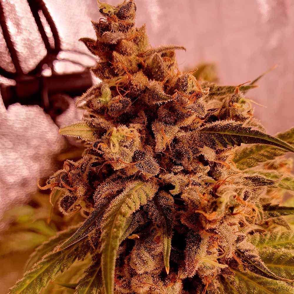 Holy Smoke Seeds - Gold Teeth - Feminized 