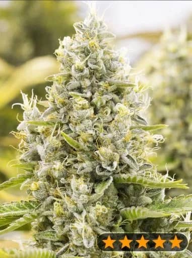 GG. Auto Feminized – Power Strains   