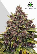 Auto Seeds - Gorilla Punch Auto Feminised