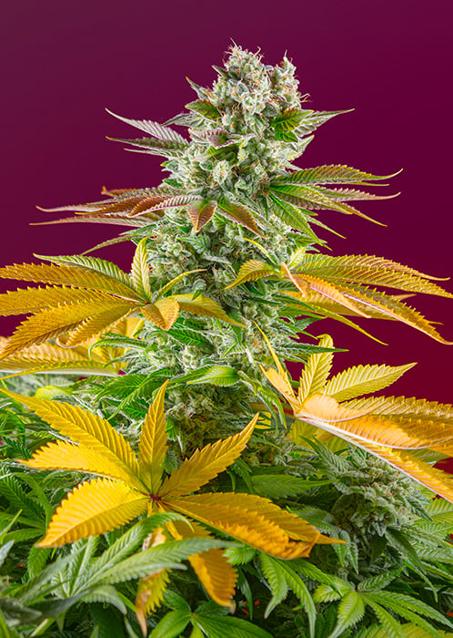 Gorilla Sherbet Fast Version - Feminized - 2024 Cannabis Seed Collection  
