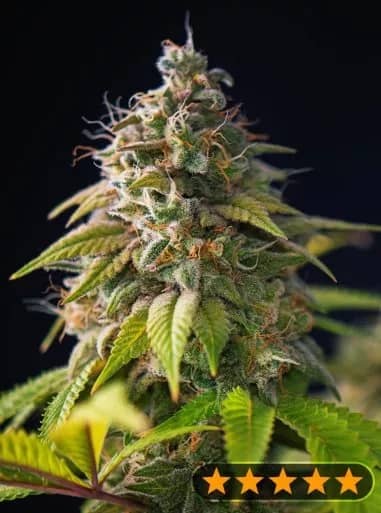 Gorilla Zkittlez Feminized – Power Strains  