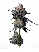 Maverick's Genetics Seeds - Gorilla Glue #4 Feminized