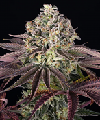 Barney's Farm Seeds - GrandDaddy Purple Feminized