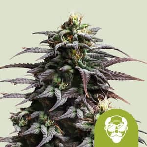 Grandaddy Purple Auto - Feminized - Royal Queen Seeds