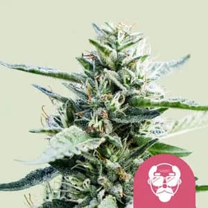 Grandaddy Purple - Feminized - Royal Queen Seeds