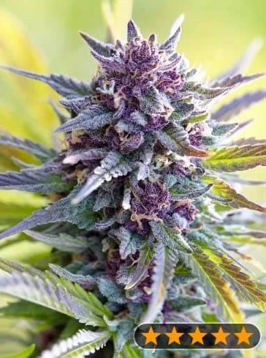 Double Seeds Grandaddy Purple Feminized 