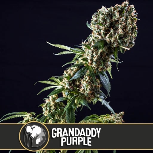 Grandaddy Purple Feminized - Blim Burn Seeds