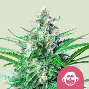 Grape Ape - Feminized - Royal Queen Seeds