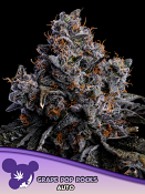 Anesia Seeds - Grape Pop Rocks Auto Feminized