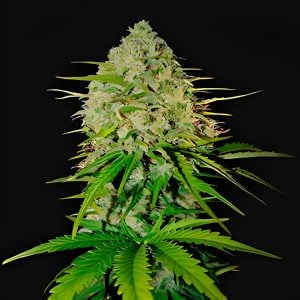 Auto Grape Wine - Feminized - Sensible Seeds Premium Selection   