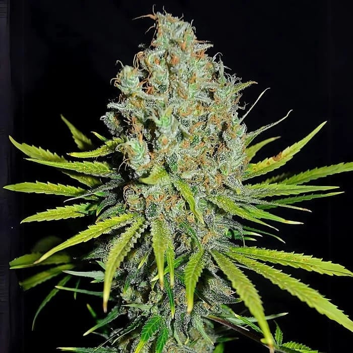 Empire Seeds - Grape Stomper - Feminized