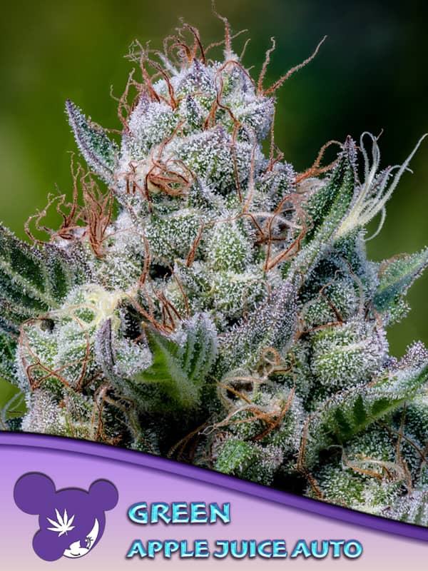 Green Apple Juice Auto Feminized - Anesia Seeds   