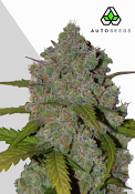 Auto Seeds - Green Crack Auto - Feminised