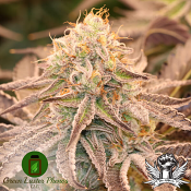 Green Luster Phenos Cherryland - Feminized