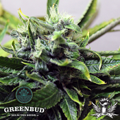 Greenbud Seeds - Afghan Storm AUTO - Feminized