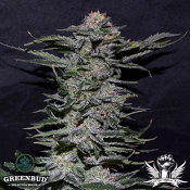 Greenbud Seeds - Black in Black - Feminized 