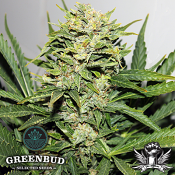 Greenbud Seeds - Blackout Express AUTO aka Blackout AUTO - Feminized
