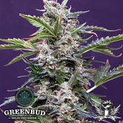 Greenbud Seeds - Budmaker AUTO - Feminized