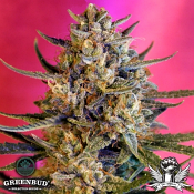 Greenbud Seeds - C99 AUTO - Feminized 