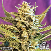 Greenbud Seeds - Cake Bomb Auto - Feminized