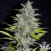 Greenbud Seeds - Choco Candy Early Version (Limited Edition) - Feminized