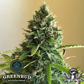 Greenbud Seeds - Choco Candy - Feminized