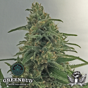 Greenbud Seeds - Critical Early Version - Feminized