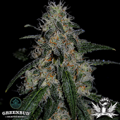 Greenbud Seeds - Critical Gorilla (Limited Edition) - Feminized