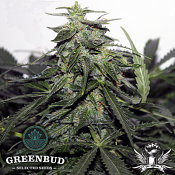 Greenbud Seeds - Explode AUTO - Feminized