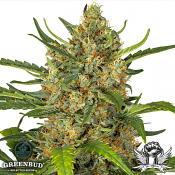 Greenbud Seeds - Explode AUTO - Feminized (CLONE)