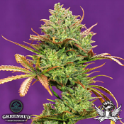 Greenbud Seeds - Gorilla Zkittlez Auto (Limited Edition) - Feminized