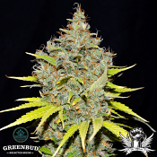 Greenbud Seeds - JawBreaker 47 AUTO - Feminized