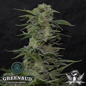 Greenbud Seeds - JawBreaker 47 - Feminized