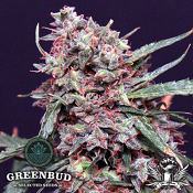 Greenbud Seeds - Lemon Pie AUTO - Feminized